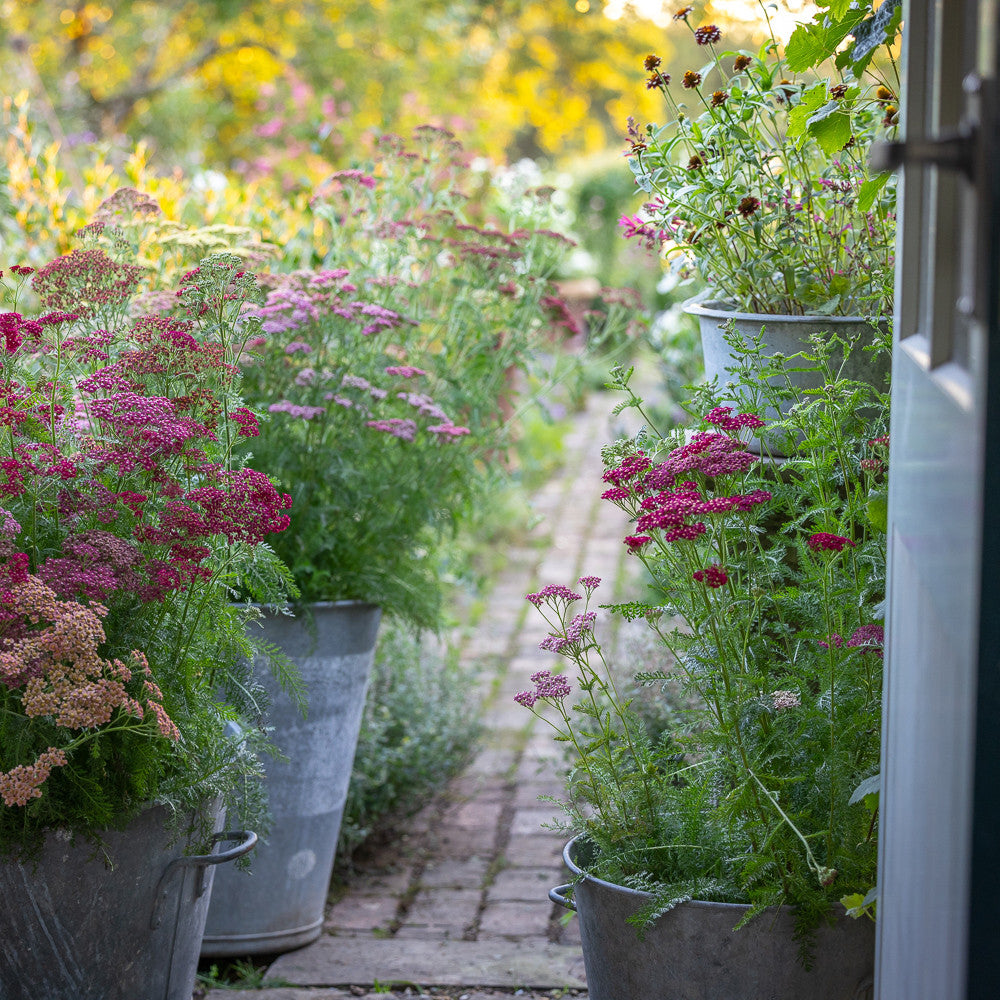 Achillea millefolium 'Flowerburst Red Shades'