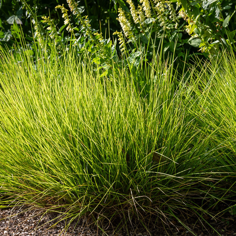 Sesleria autumnalis