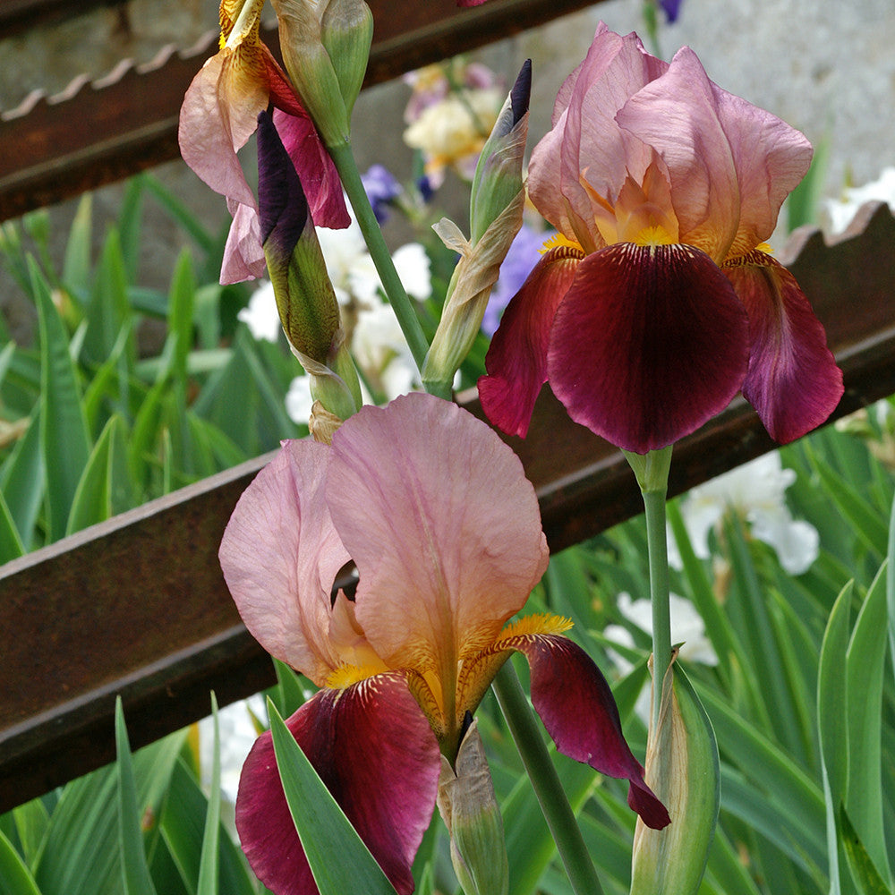 Iris germanica 'Salonique'