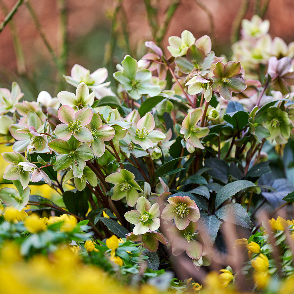 Helleborus x 'Guess'