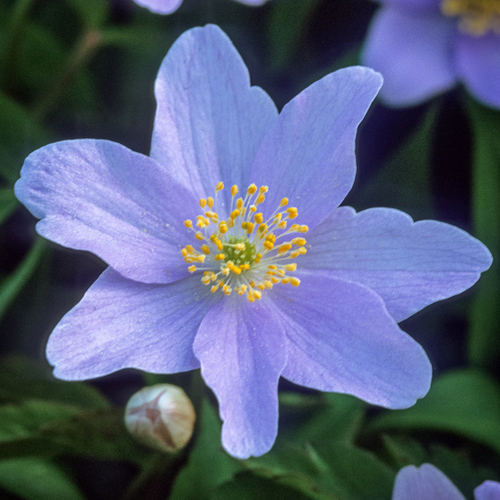 Anemone nemorosa 'Robinsoniana'
