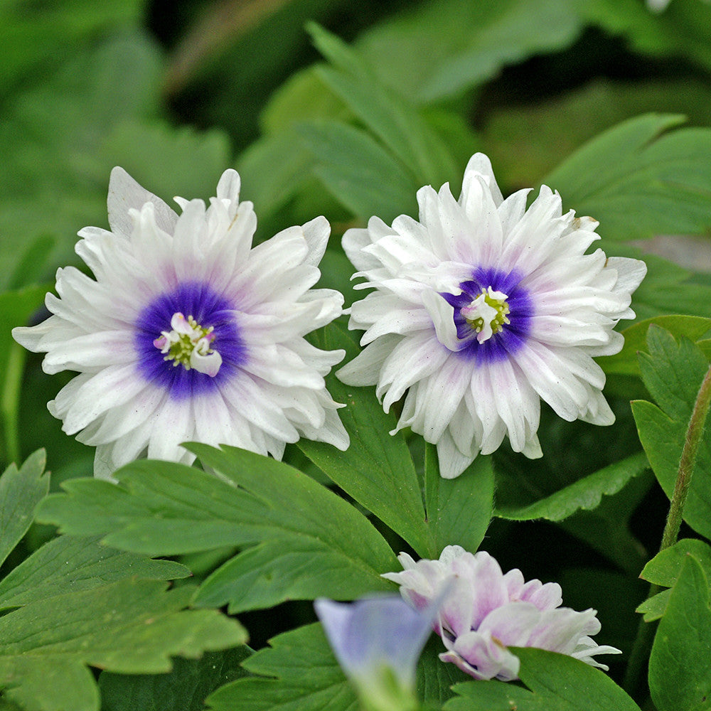 Anemone nemorosa 'Blue Eyes'