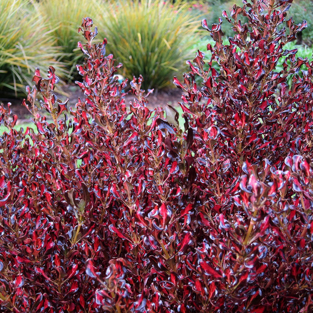Coprosma repens 'Scarlet O'Hara'