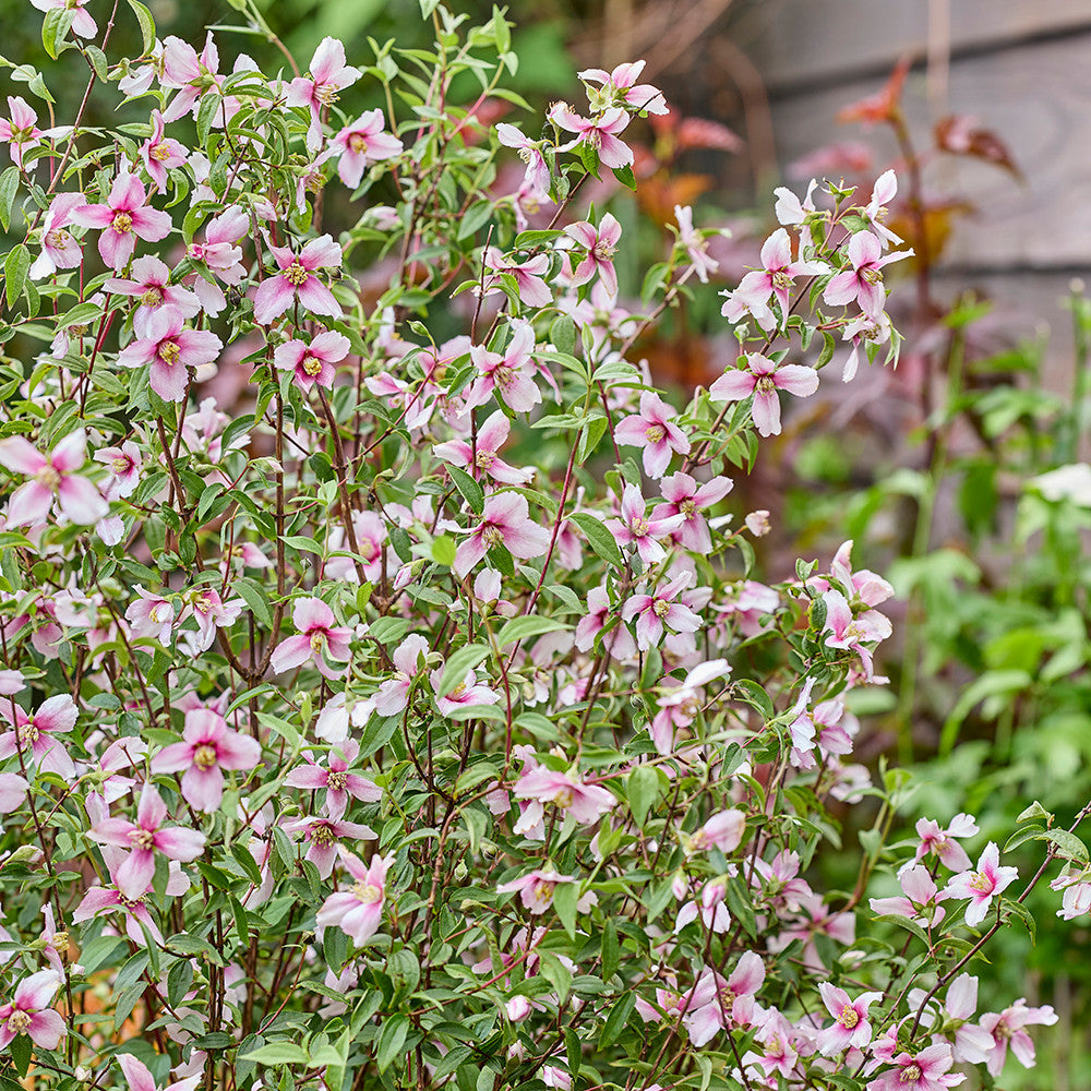 Philadelphus 'Petite Perfume Pink'