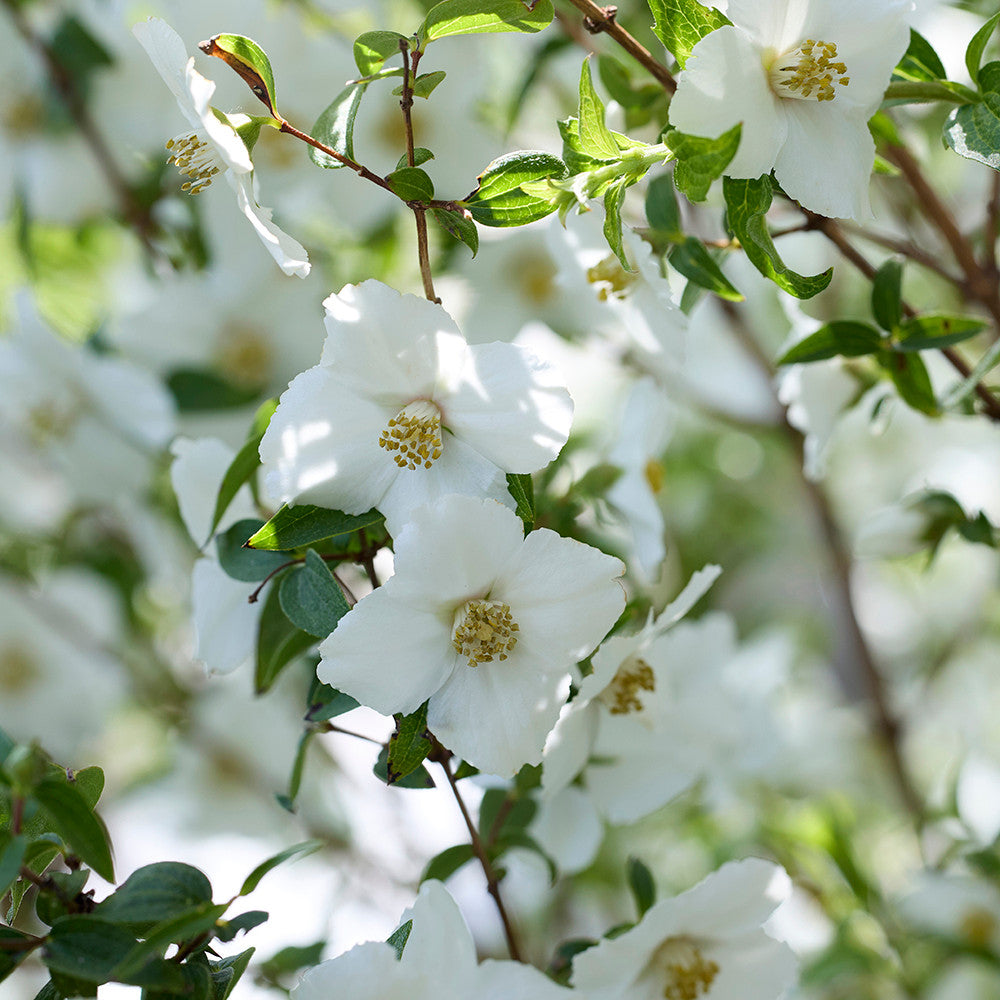 Philadelphus 'Petite Perfume White'
