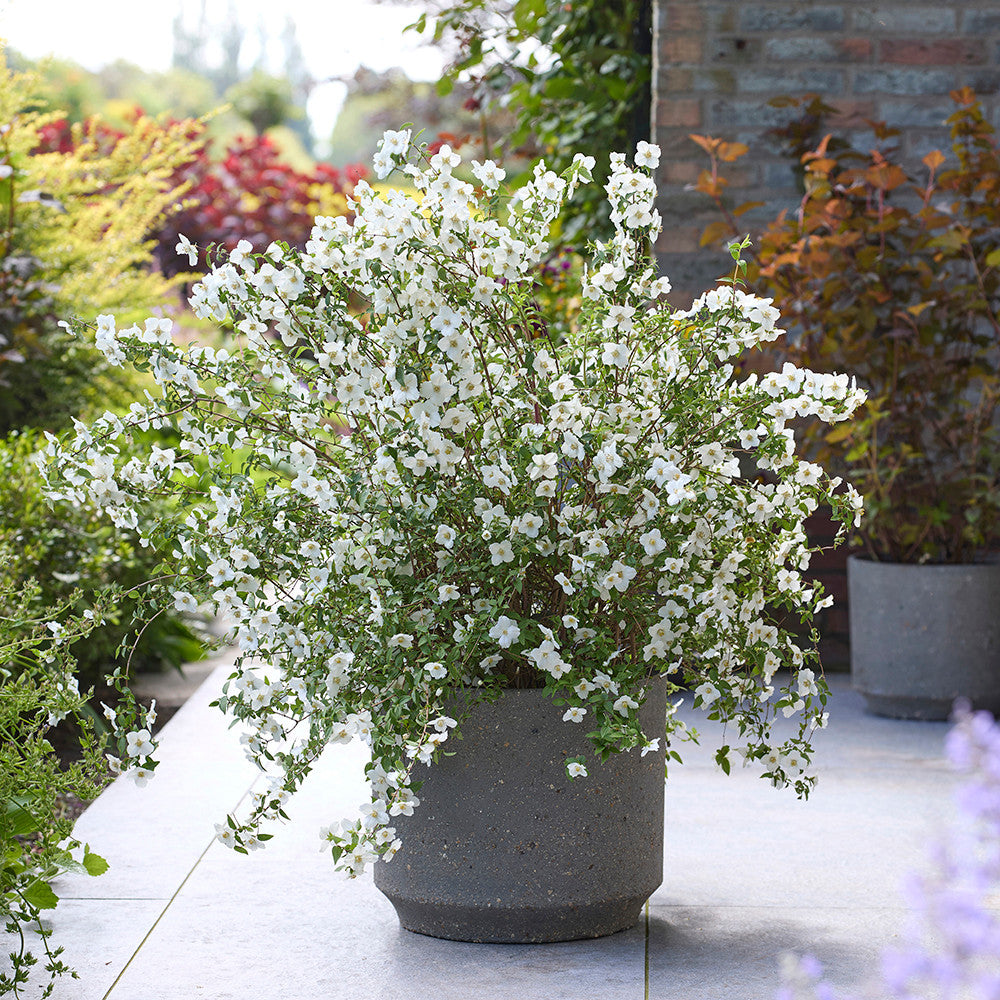 Philadelphus 'Petite Perfume White'
