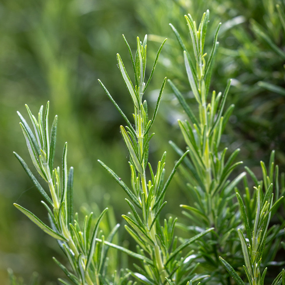 Rosemary 'Proper Job' (Salvia rosmarinus)