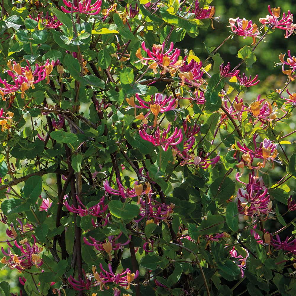 Lonicera × heckrottii 'Gold Flame'