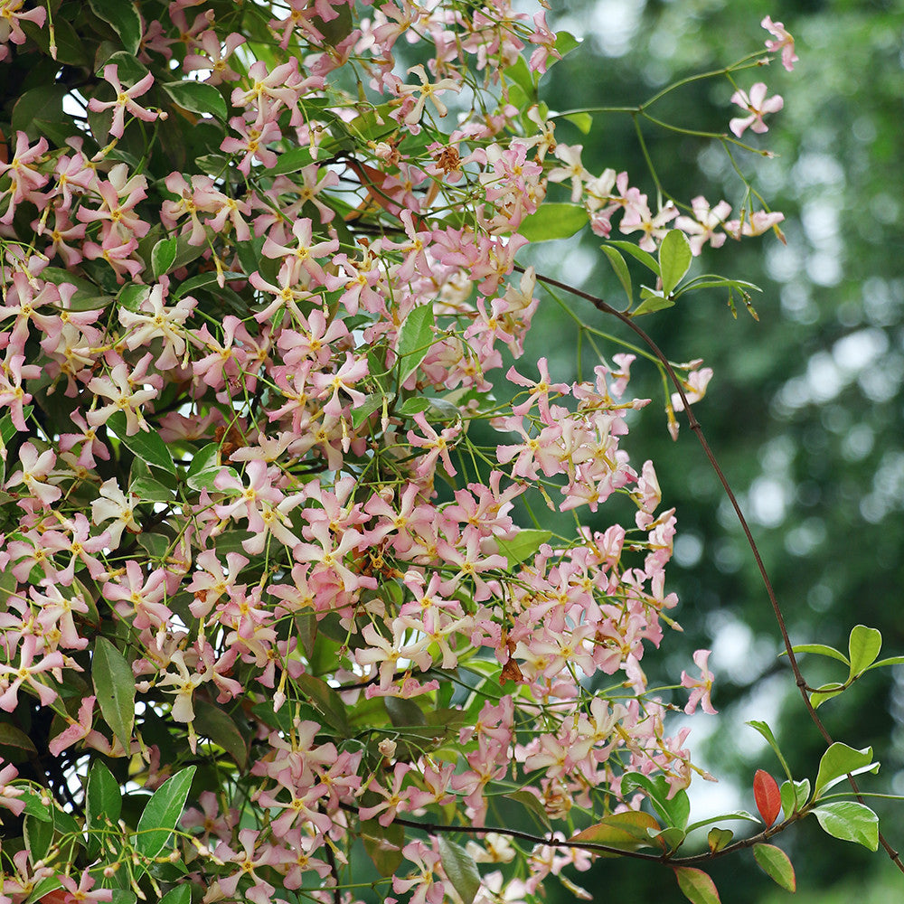 Trachelospermum jasminoides ‘Star of Milano’