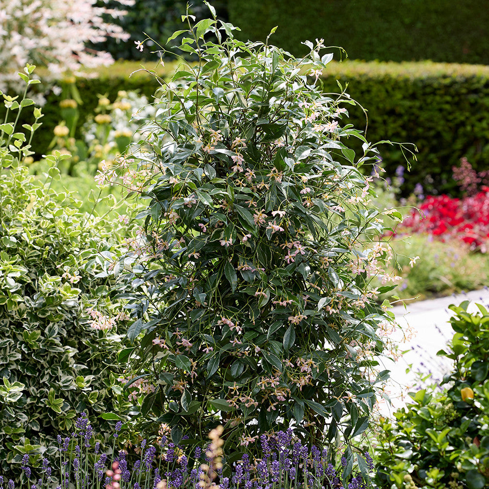Trachelospermum jasminoides ‘Star of Milano’