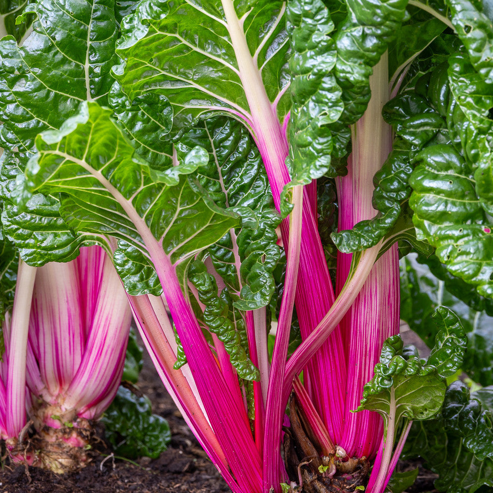 Chard 'Peppermint Stick'