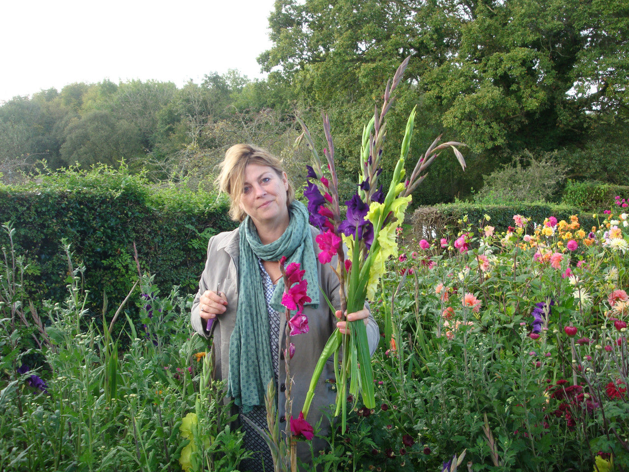 Velvet Gladioli Collection