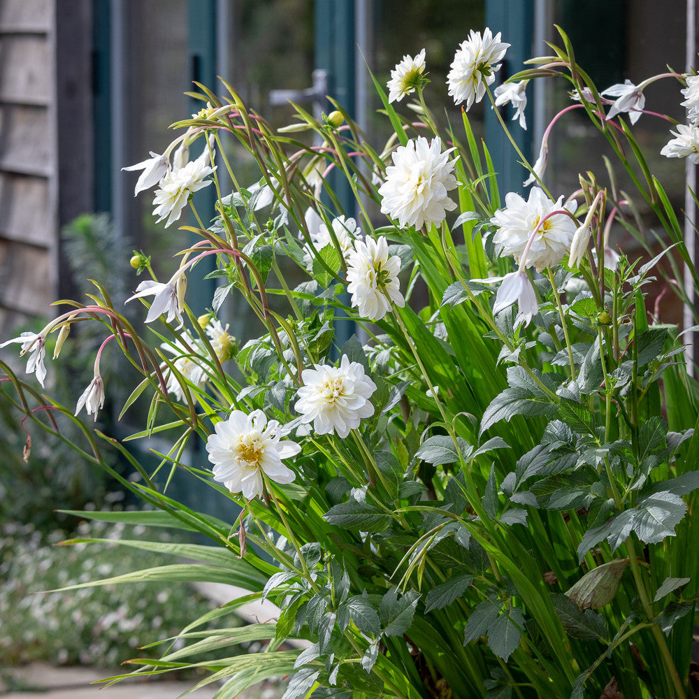 Acidanthera murielae (syn. Gladiolus)