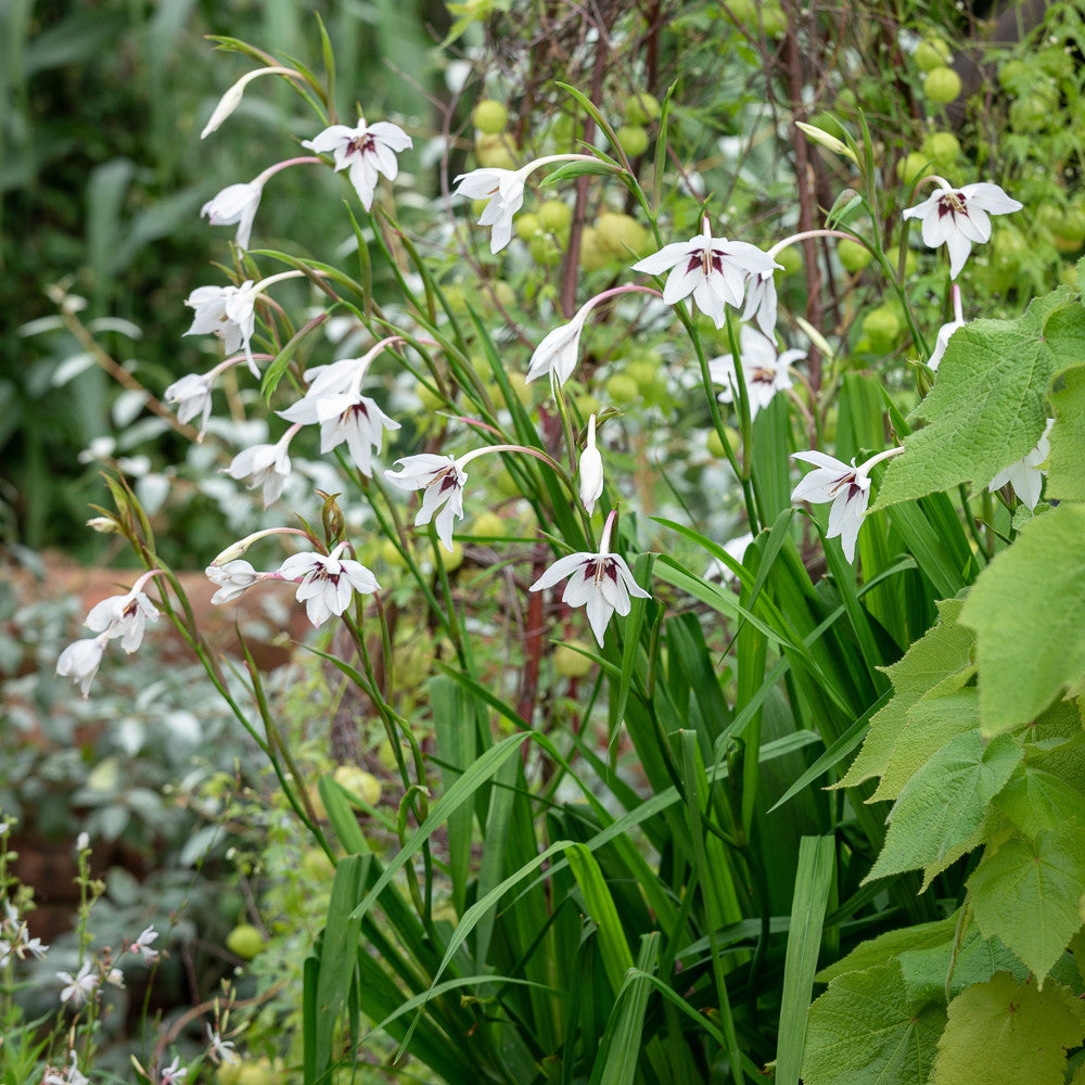 Acidanthera murielae (syn. Gladiolus)