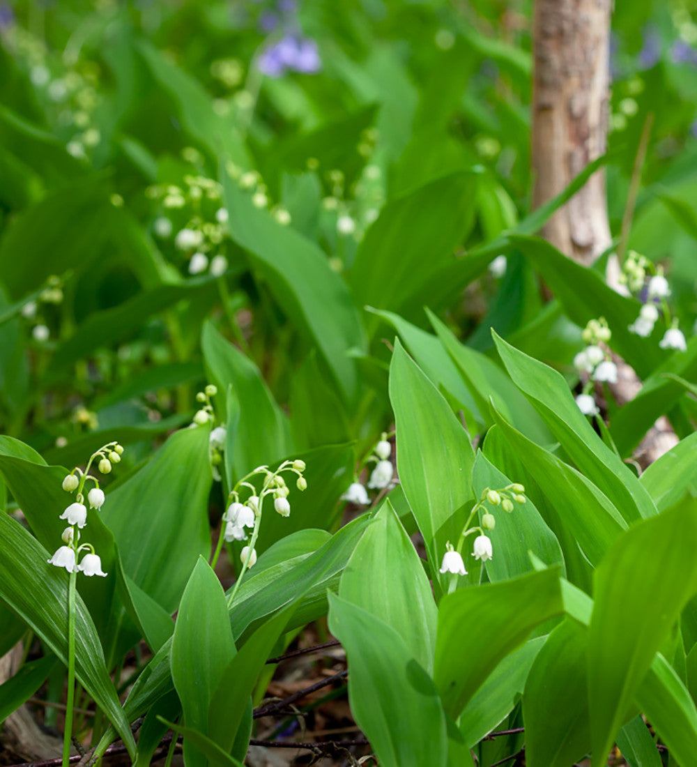 Convallaria majalis (Lily of the Valley)