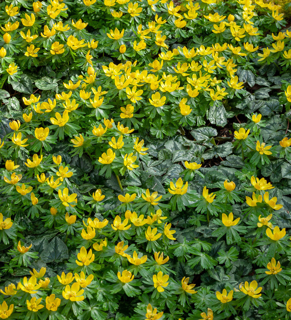 Eranthis Cilicica (Winter Aconite)