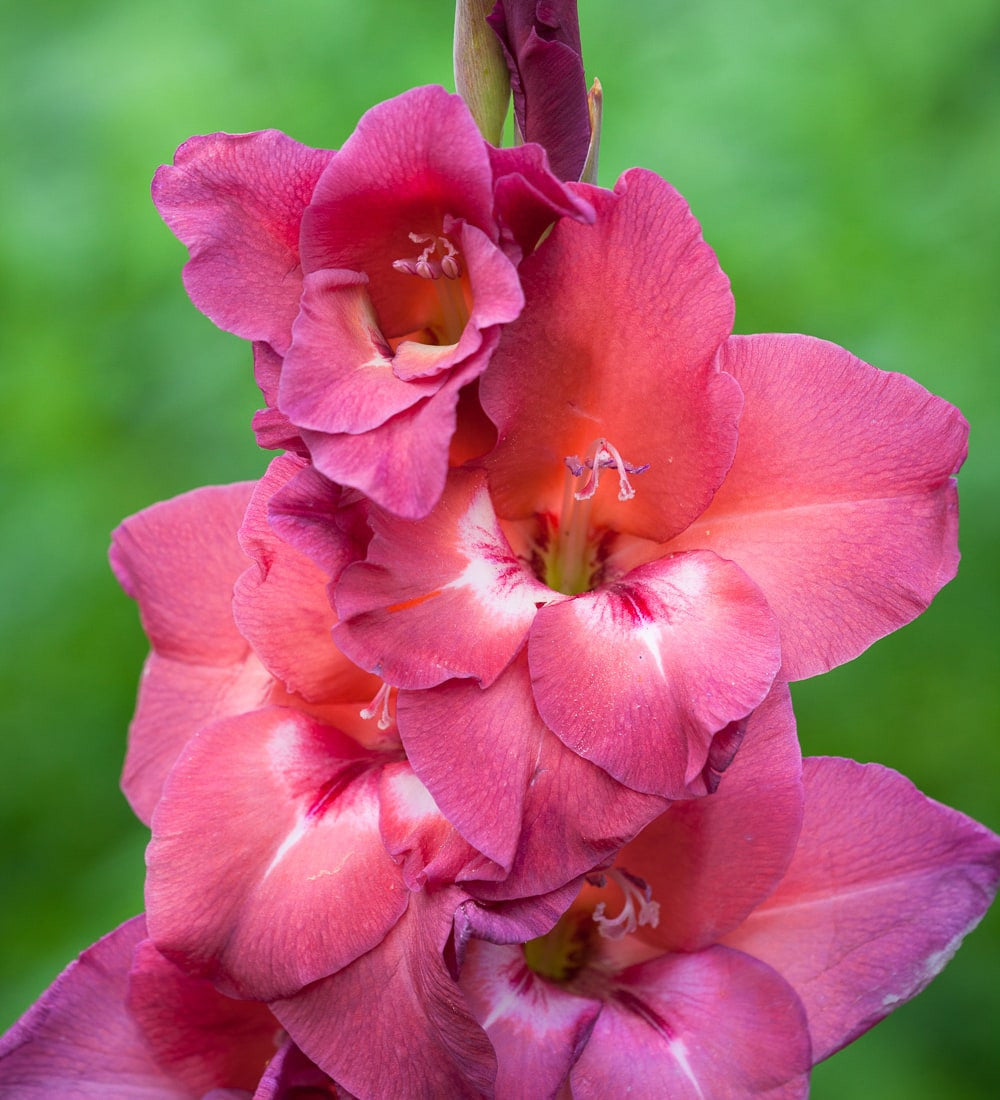Jewel Gladioli Collection
