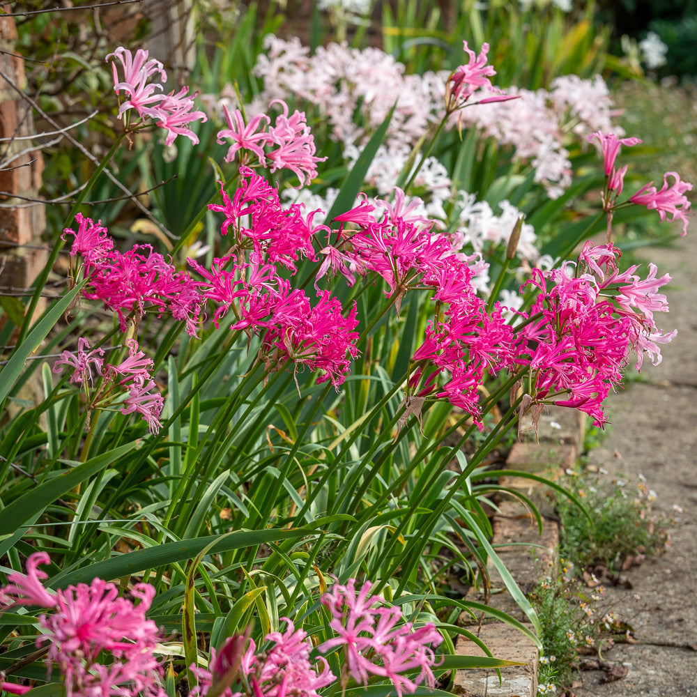 Nerine bowdenii 'Amandi'