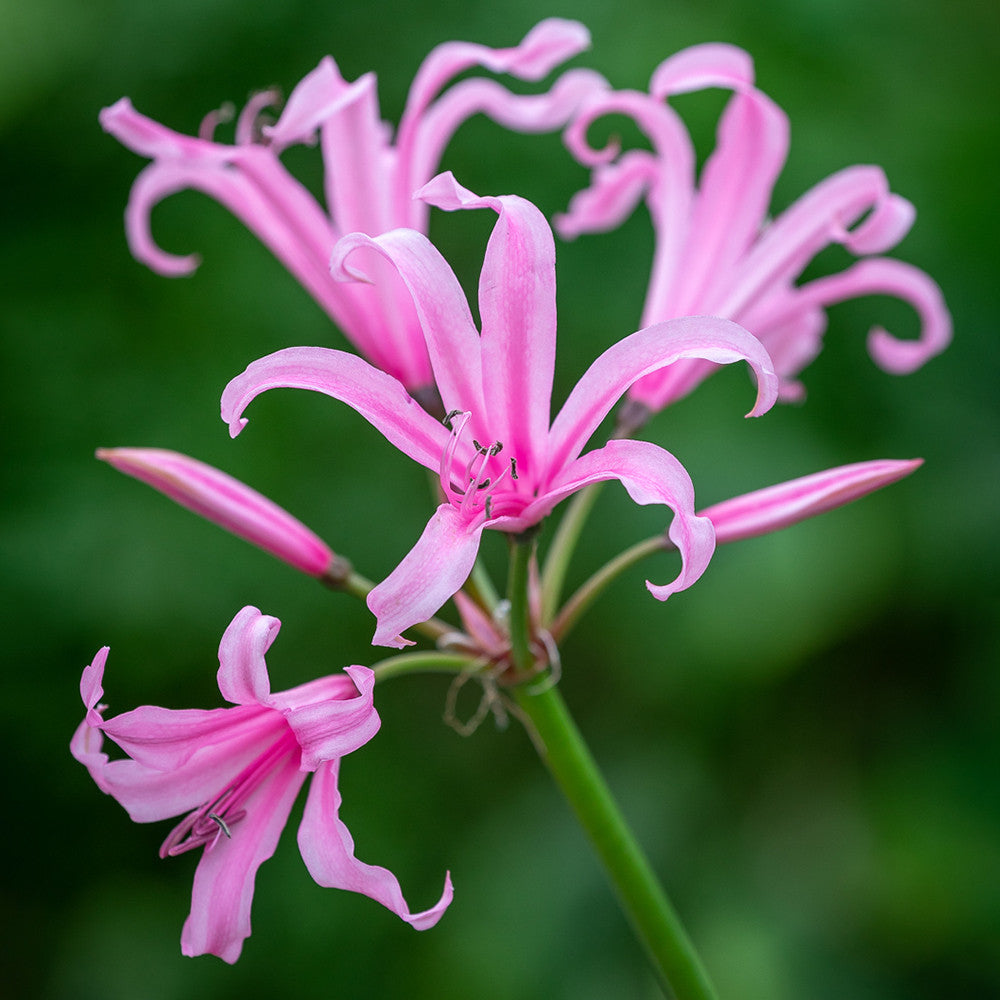 Border Nerine Collection