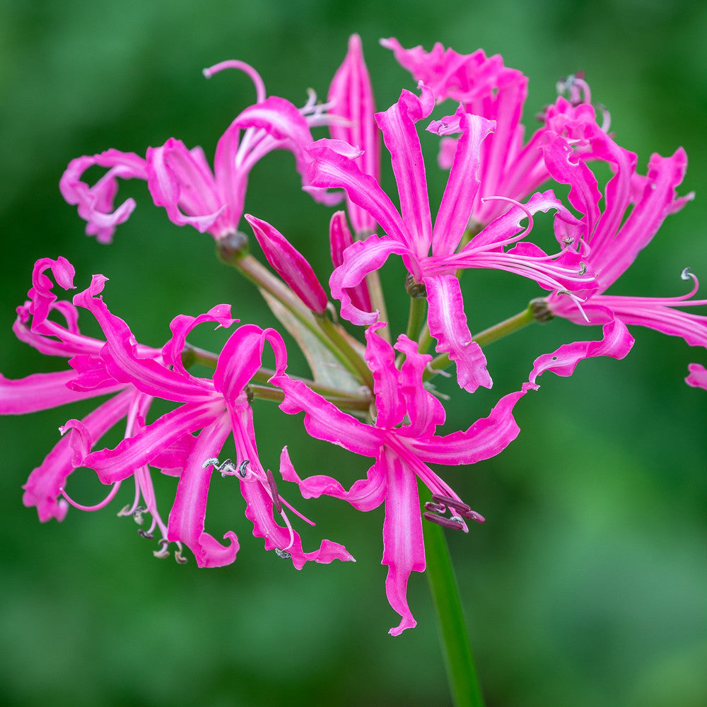 Border Nerine Collection