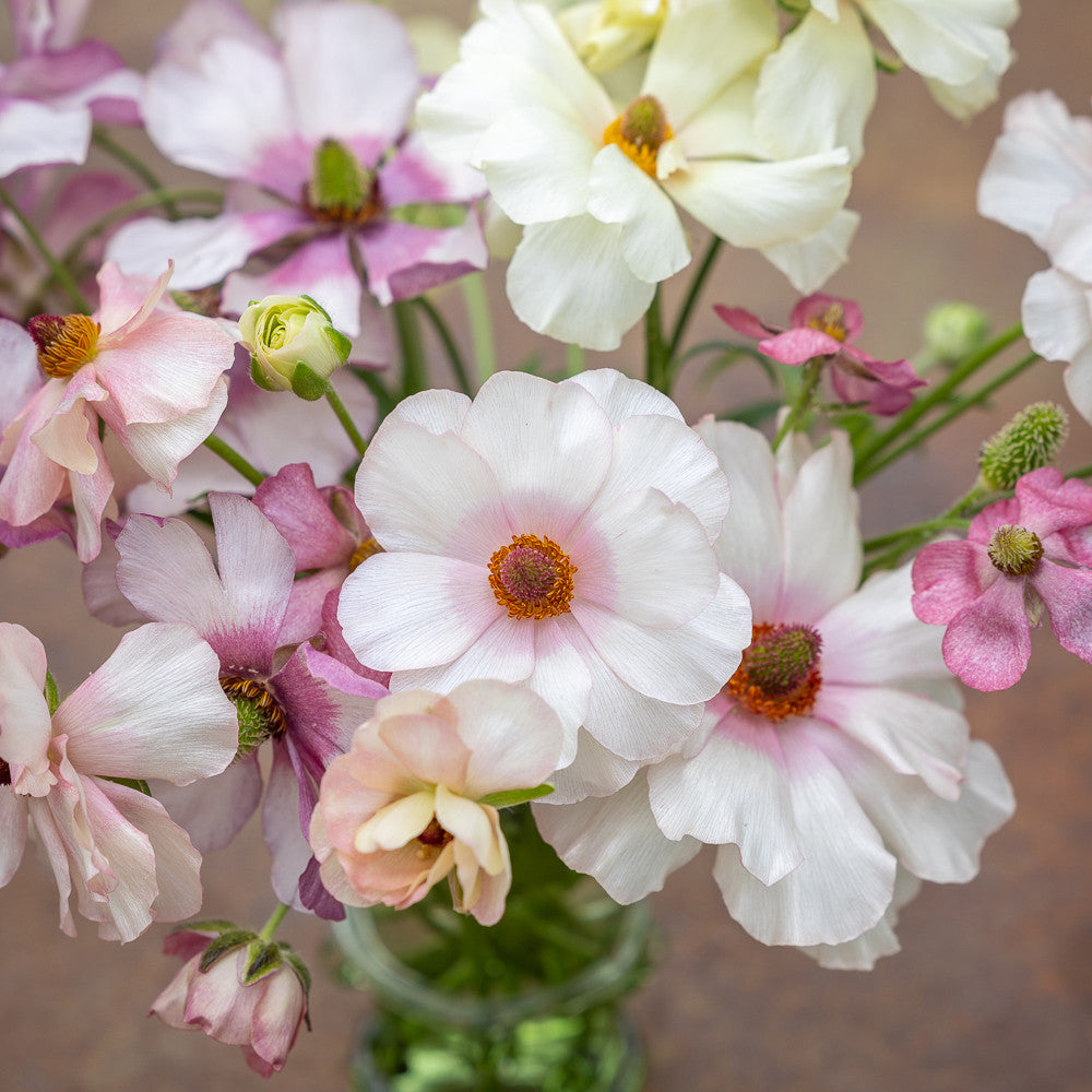 Butterfly Ranunculus Collection