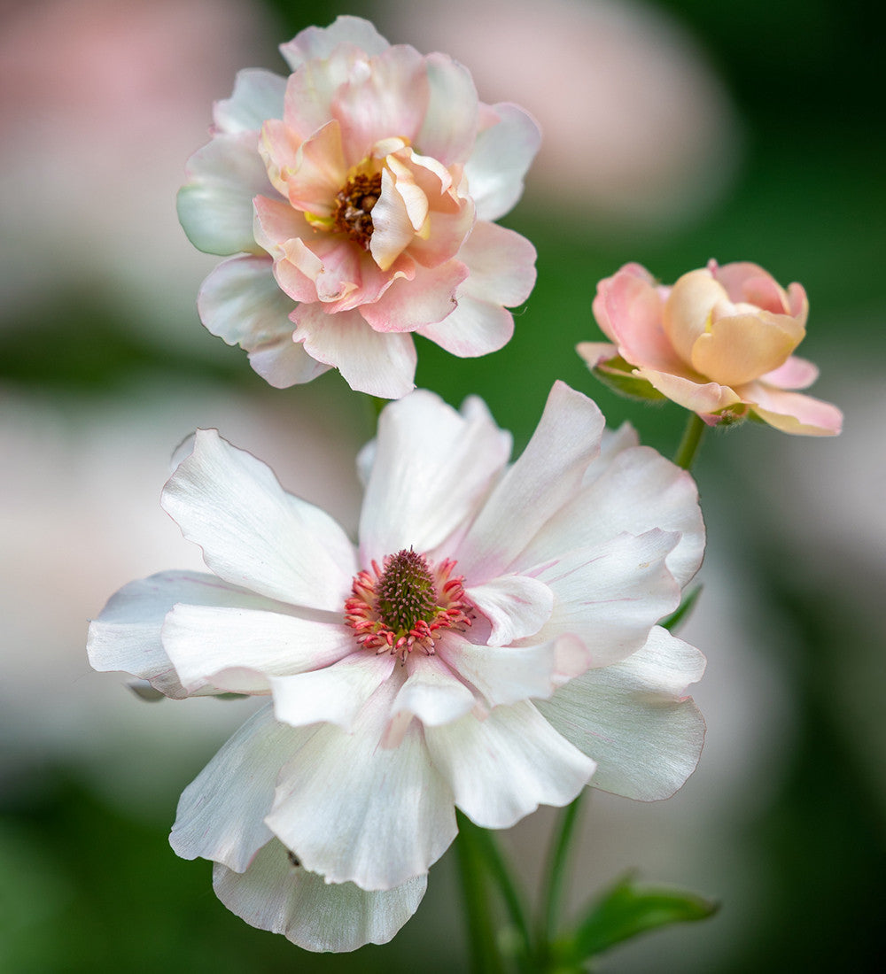 Butterfly Ranunculus Collection