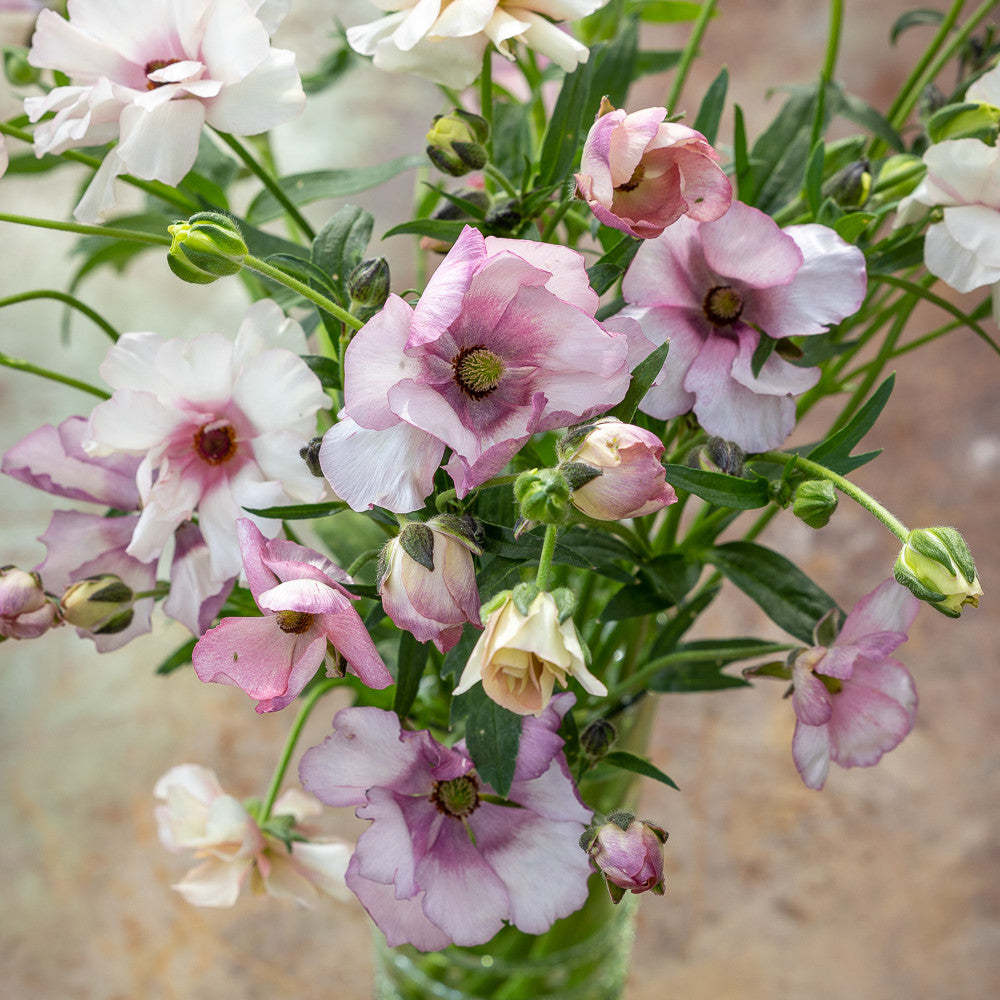 Butterfly Ranunculus Collection