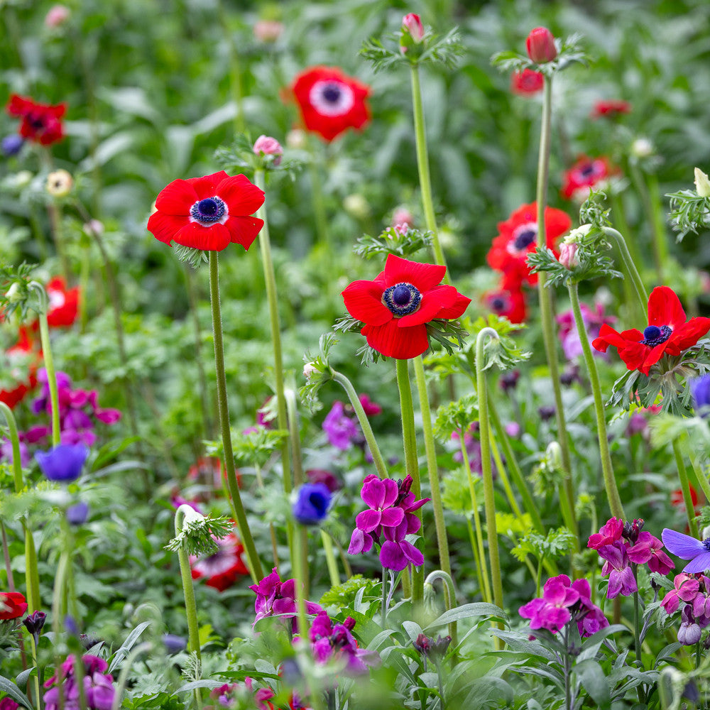 Anemone coronaria mix