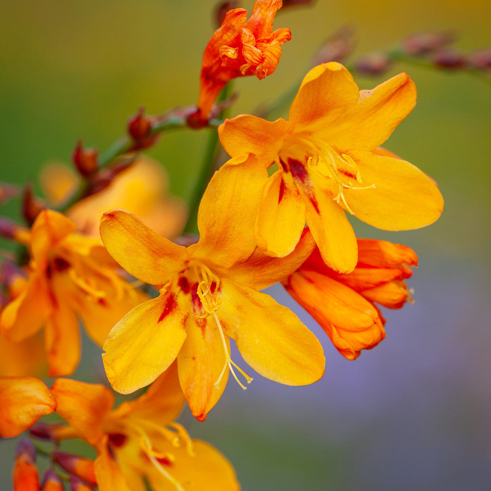 Crocosmia x crocosmiflora 'Emberglow'