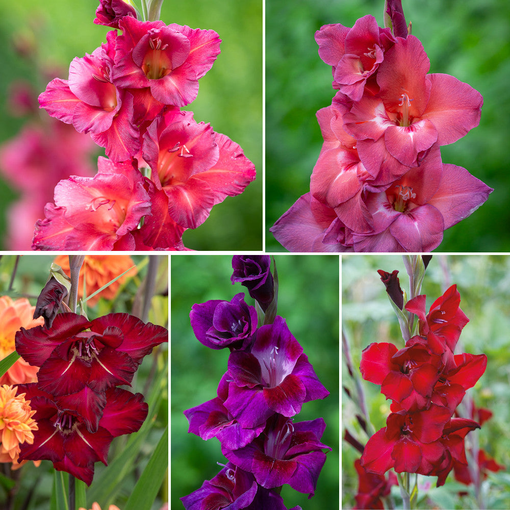 Dark & Rich Gladioli Collection