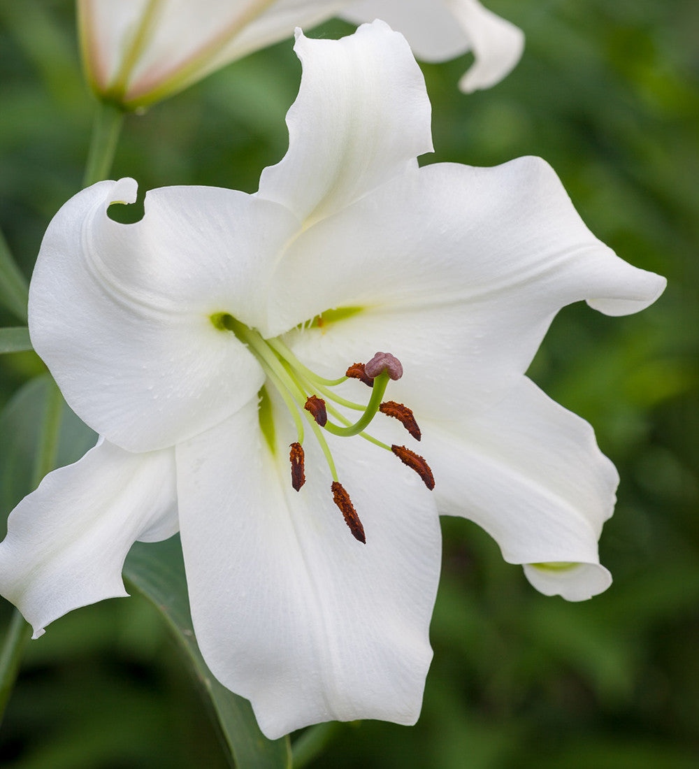 Scented Lily Collection