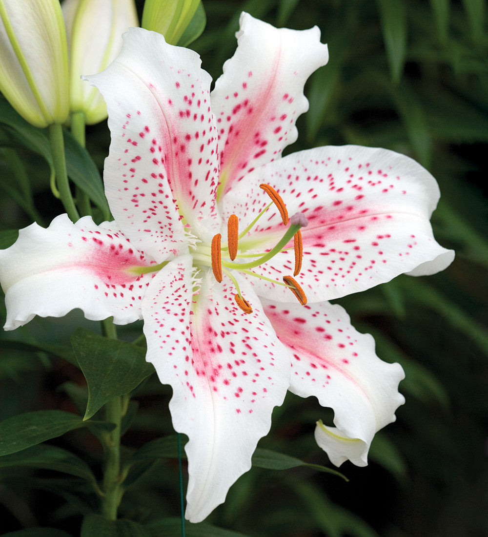 Scented Lily Collection