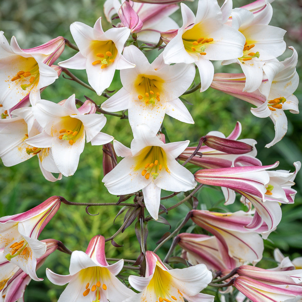 Lilium regale (Species)