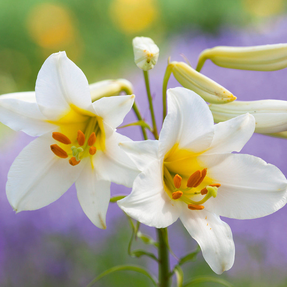 Lilium regale (Species)