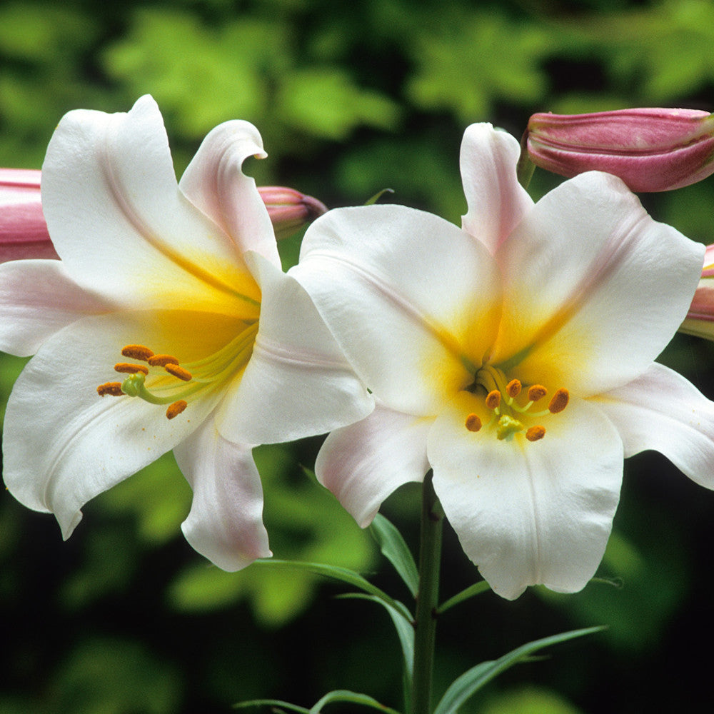 Lilium regale (Species)