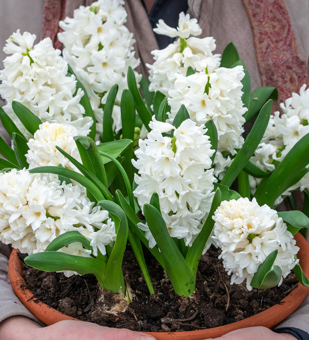 Hyacinthus orientalis 'White Pearl' (Forcing)