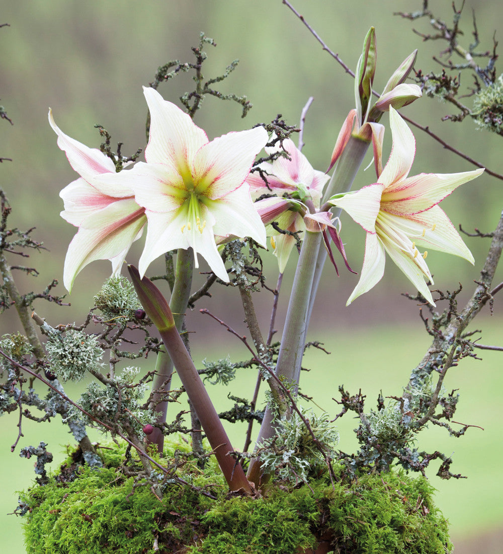 Amaryllis 'Green Magic'