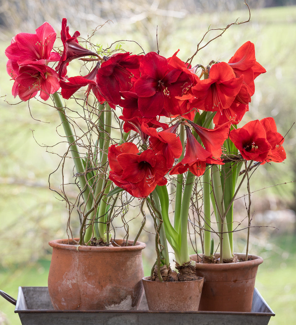 Christmas Amaryllis Collection