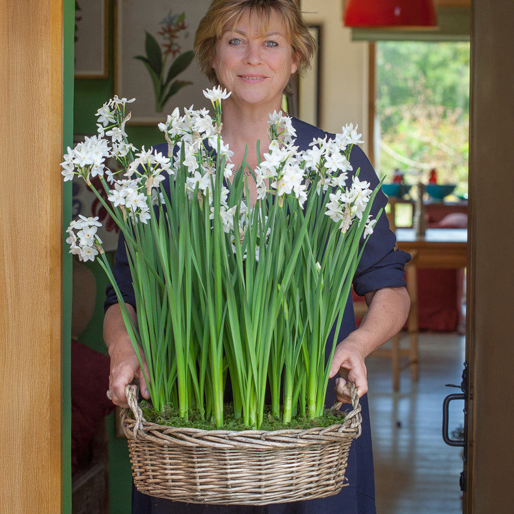 Paperwhites in Willow Basket