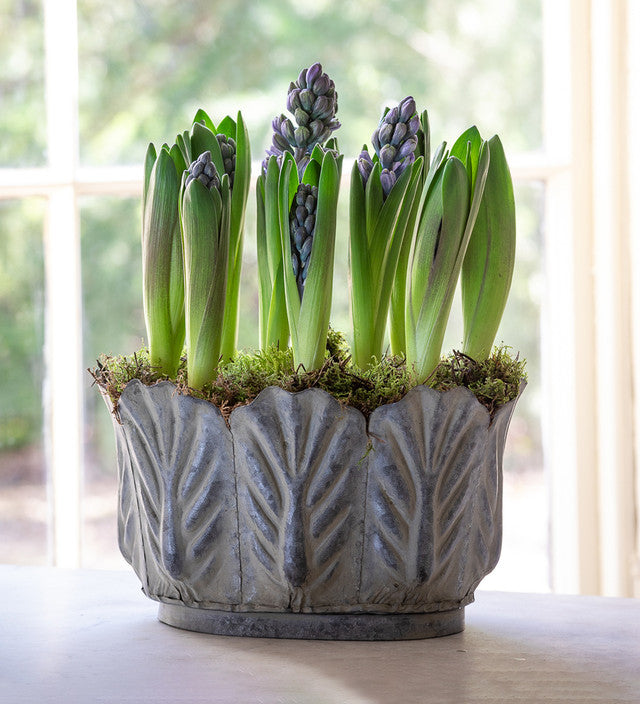 Hyacinthus orientalis 'Delft Blue' (Forcing)