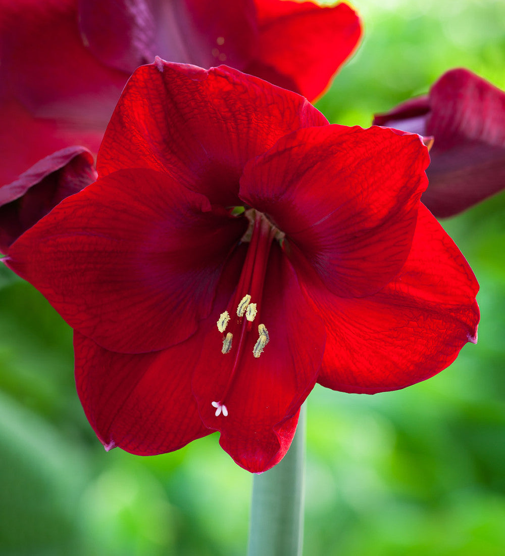 Amaryllis 'Benfica'