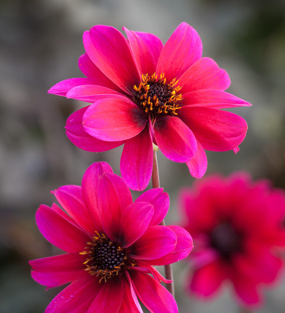 Dahlia 'Bishop of Canterbury'