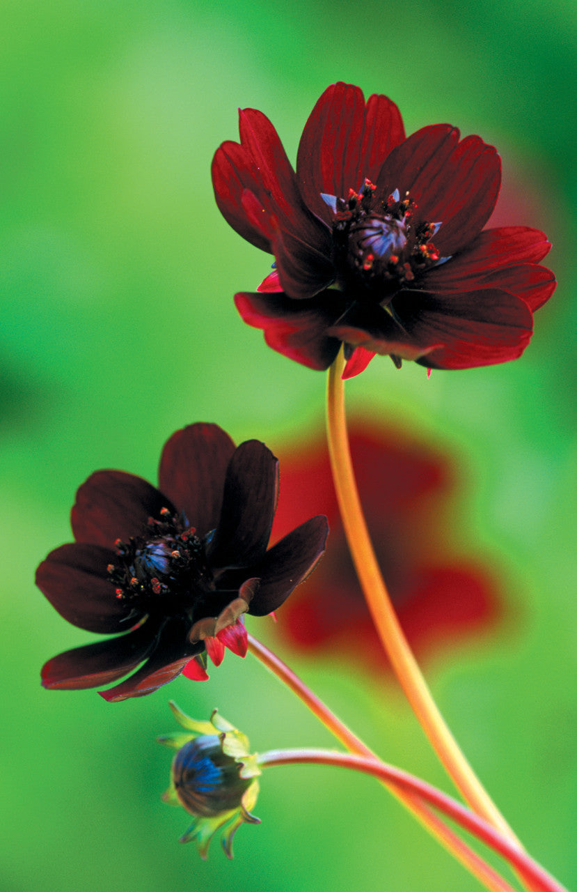 Cosmos atrosanguineus 'Chocolate'
