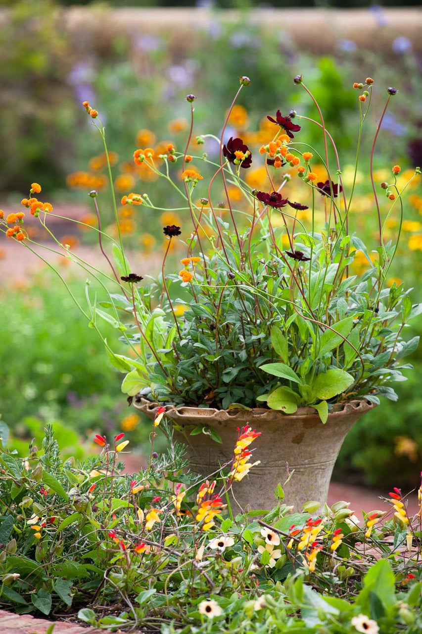 Cosmos atrosanguineus 'Chocolate'
