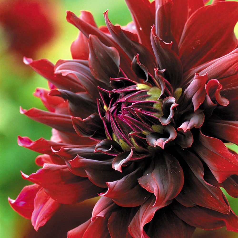 Dahlia 'Rip City'