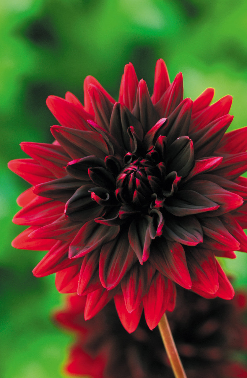 Dahlia 'Sam Hopkins'