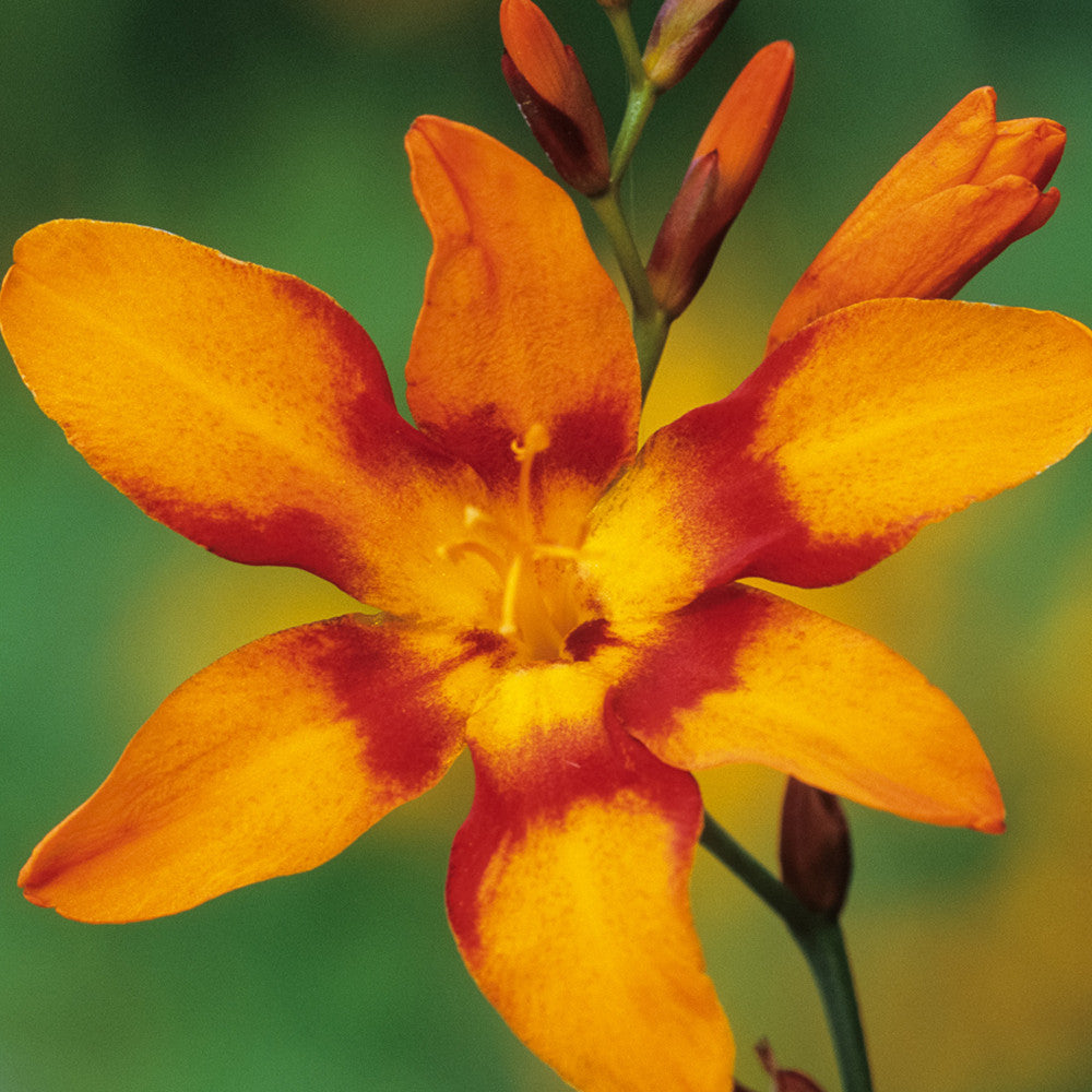 Crocosmia 'Emily McKenzie'