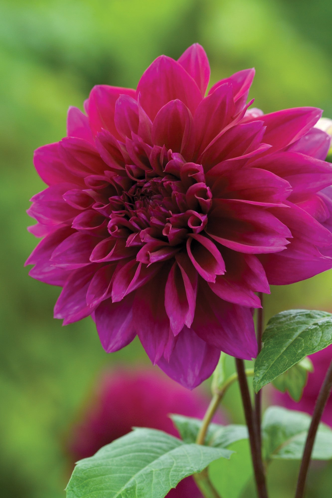 Venetian Dahlia Collection [TEST]
