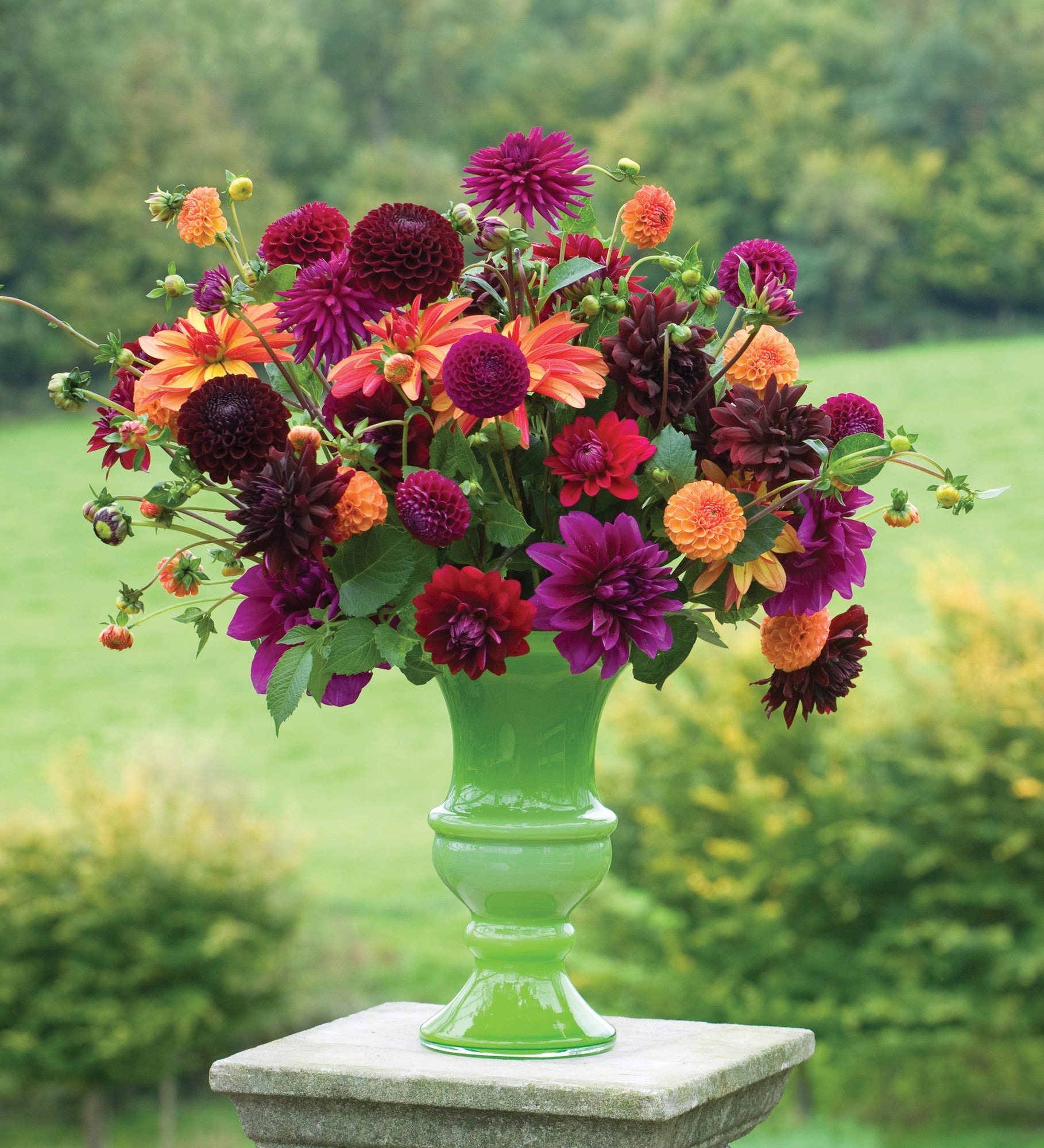 Venetian Dahlia Collection [TEST]