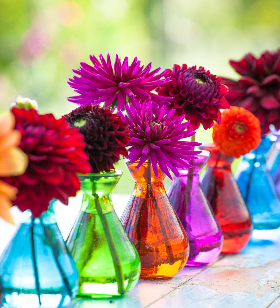 Venetian Dahlia Collection [TEST]